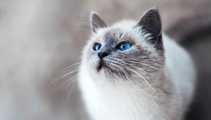 Erba gatta: un effetto segreto segreto oltre a quello psicoattivo per i felini