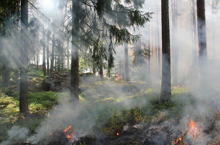 Europa: gli incendi hanno rilasciato una quantità record di carbonio