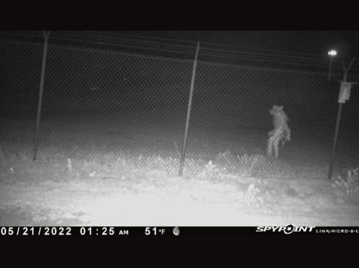 Misteriosa creatura catturata dalle telecamere di uno zoo in Texas