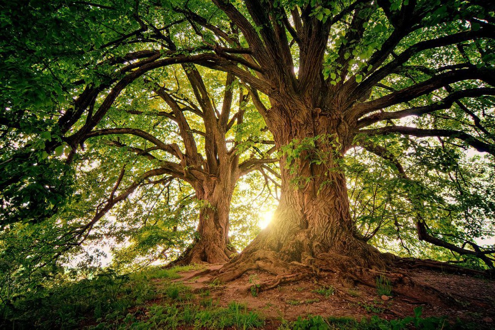 Se un albero cade in una foresta: il punto di vista filosofico di Berkeley e Locke