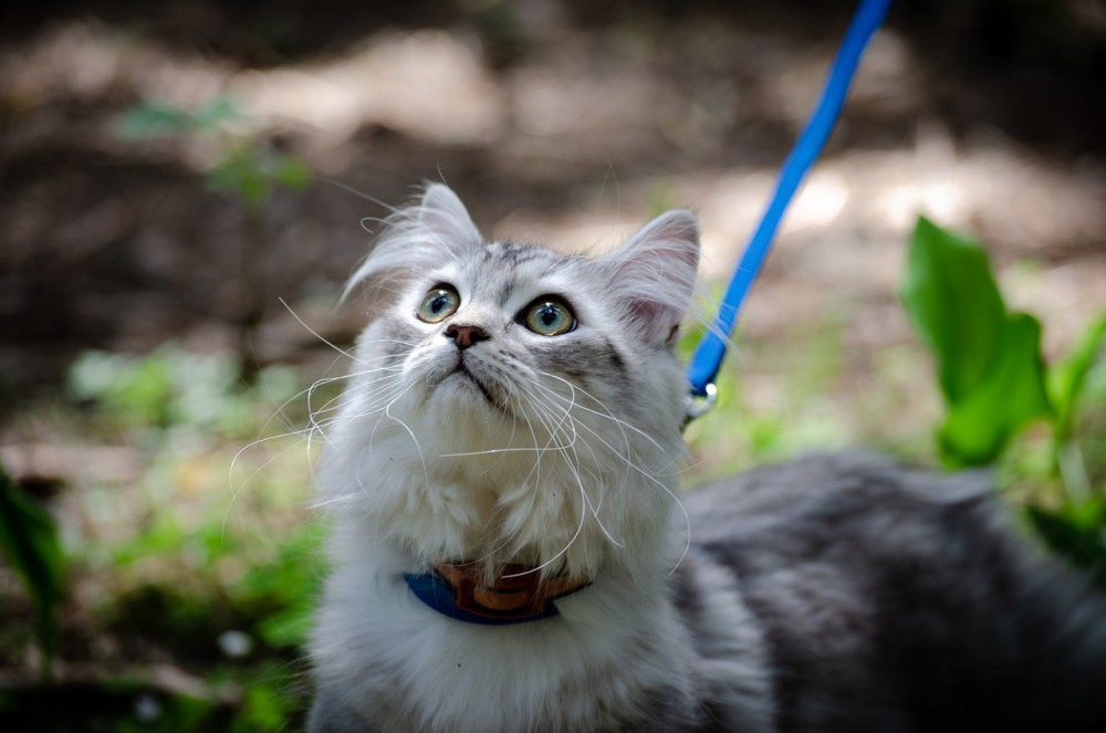 In Australia scatta il coprifuoco per i gatti domestici: si esce solo con il guinzaglio