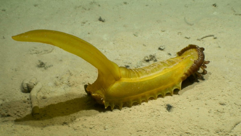 Scoperto il misterioso cetriolo di mare che somiglia a una banana