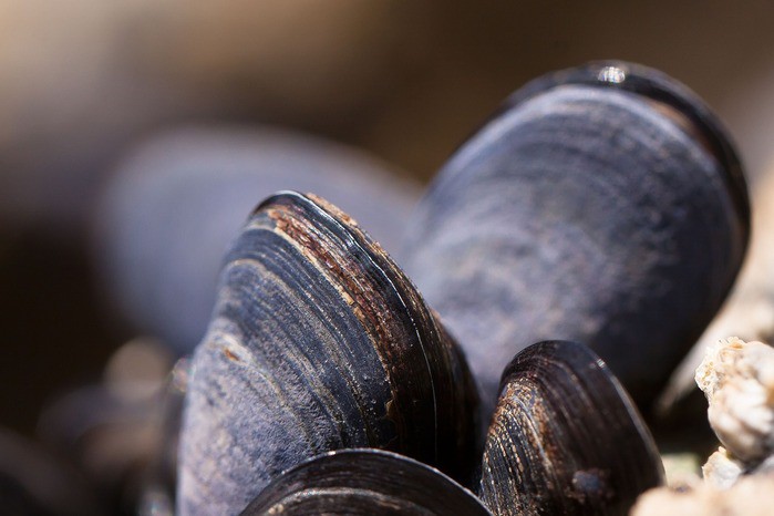 I molluschi intrappolano CO2 e mangiarle aiuta il pianeta