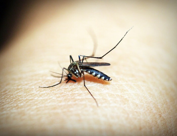 Malaria: scoperto un nuovo metodo che distruggerà il parassita della malattia