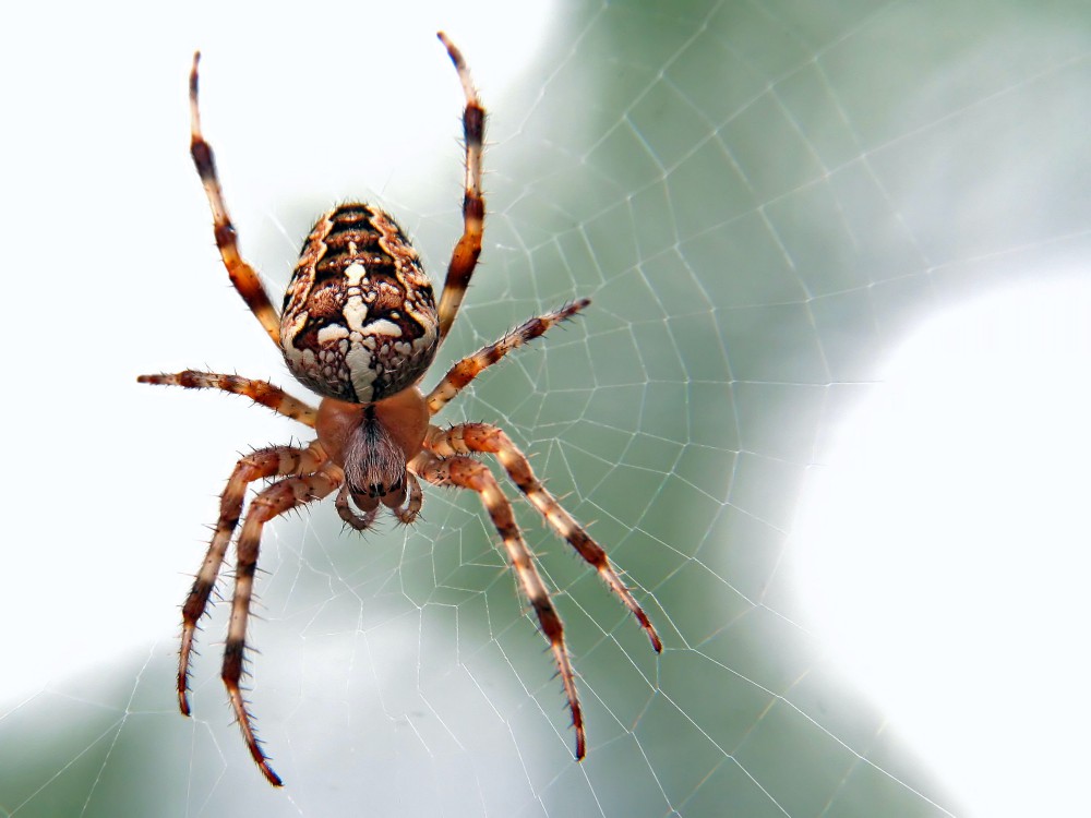 Anche i ragni sono “sociali” e cacciano insieme per immobilizzare più facilmente la preda