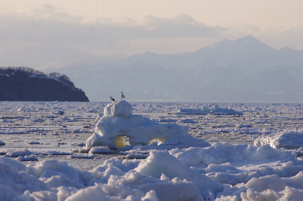 Il ghiaccio marino artico si scioglie ad una velocità spaventosa e potremmo avere estati senza ghiaccio