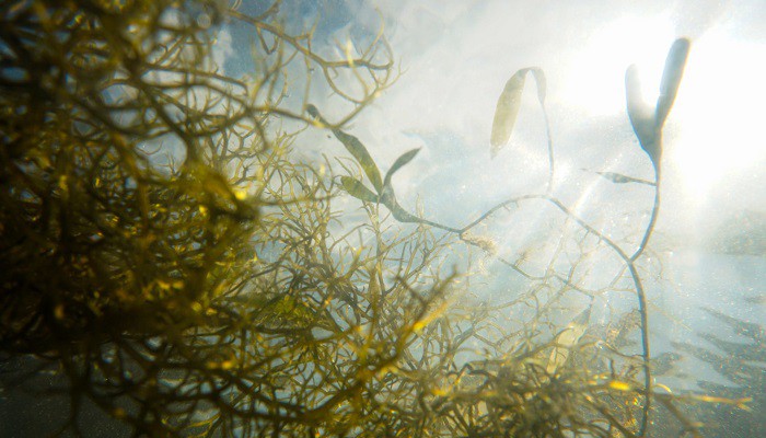 Computer alimentato ad alghe: letteralmente energia verde