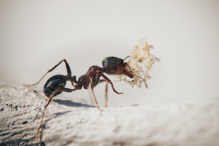 Cancro: le formiche lo percepiscono negli esseri umani