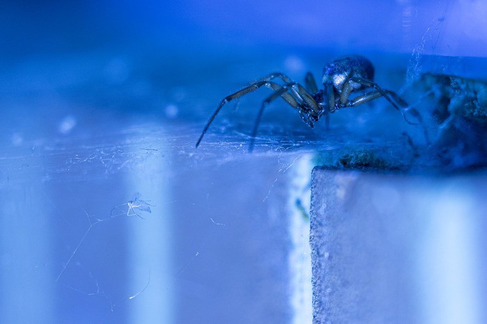 Falsa vedova: un ragno velenoso mangia pipistrelli scoperto nel Regno Unito