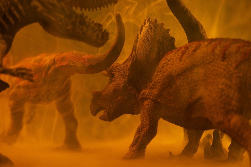 Scoperto un triceratopo con un enorme buco sulla testa da cui stava guarendo