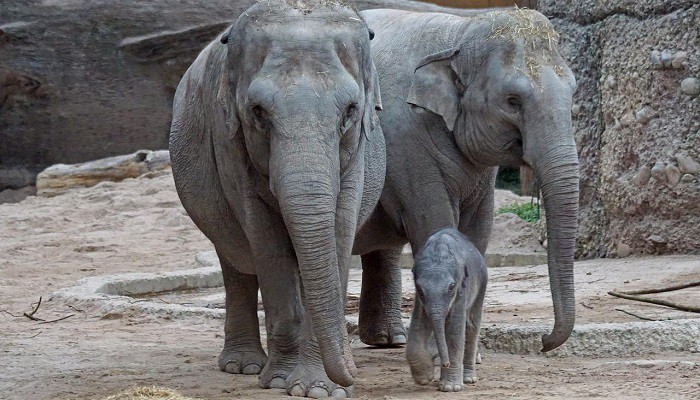 Elefanti in pericolo: un virus mortale colpisce lo zoo di Zurigo