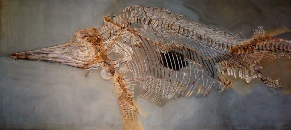 Un enorme dente di ittiosauro ci mostra il potente morso di queste creature