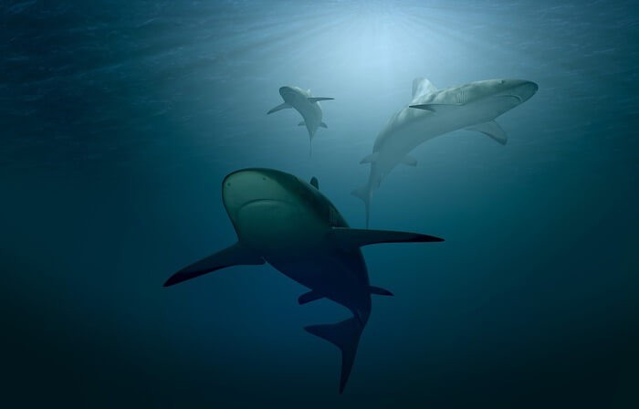 Megalodonti contro i grandi squali bianchi: chi tra i due predatori ha vinto?