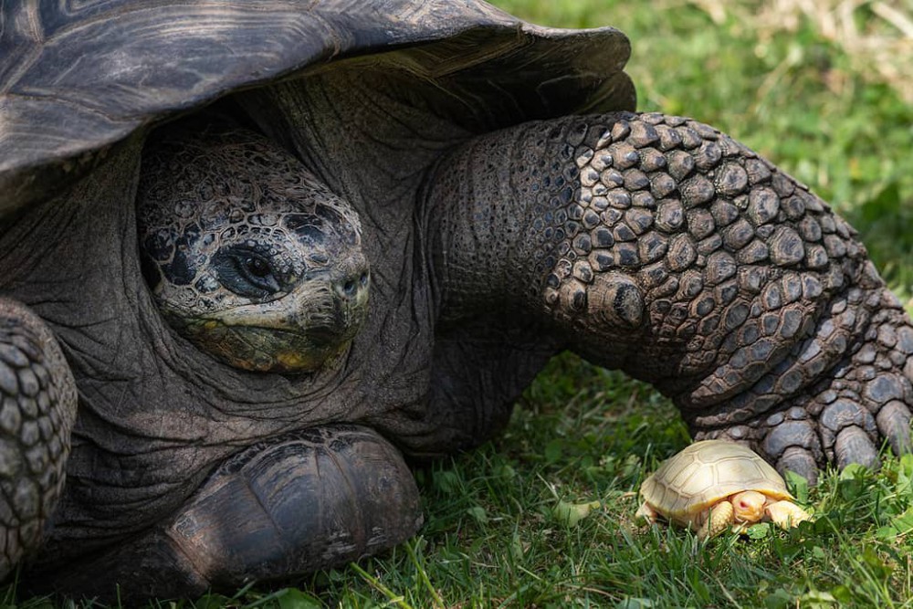 Nata una tartaruga gigante delle Galapagos albina: è la prima volta nella storia