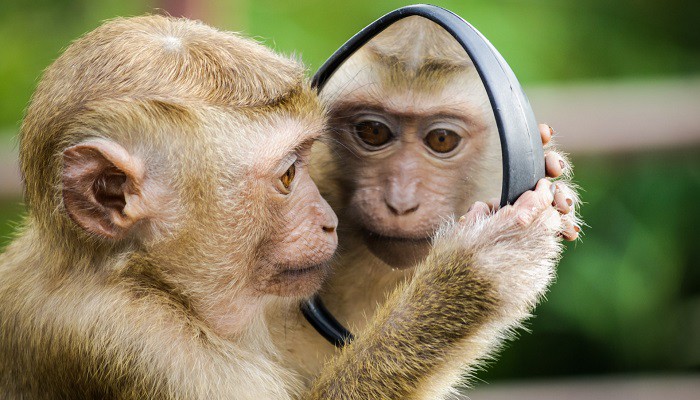 Neuralink: la maggior parte delle scimmie con il chip sono morte